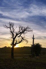 Fototapeta na wymiar Baum im Abendlicht