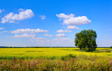 Fototapeta premium Lone green tree in the meadow. Summer time in Lithuania.