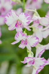 Beautiful Orchid in garden,colorful orchid.
