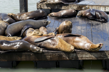 Leoni Marini del Pier 39 di San Francisco
