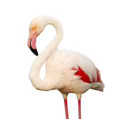 Pink Flamingo isolated on white background