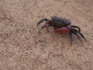 A crap walk on the road near the rice field after the rain