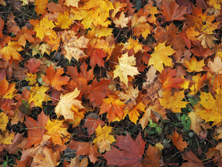 autumn background with maple leaves