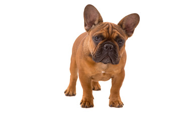 French Bulldog puppy