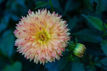 Dahlia procyon