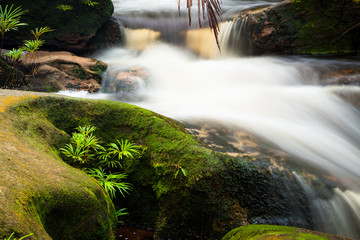 Fototapeta na wymiar Small stream in jungle