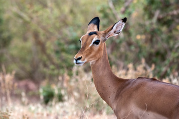 Impala , Tsavo East National Park
