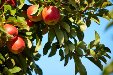 outdoor shot containing a bunch of red apples on a branch ready