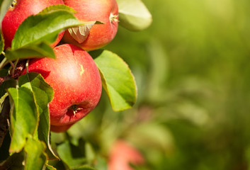 outdoor shot containing a bunch of red apples on a branch ready