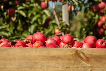 boxes of apples in the orchard