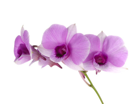 Purple orchid on white
