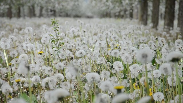dandelion field