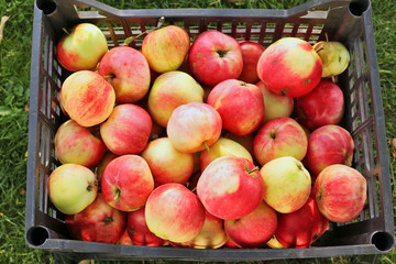 Apples in plastic box . top view