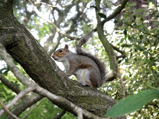 Écureuil sur la branche