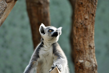 Naklejka na ściany i meble Ring-tailed lemur (catta) at zoo