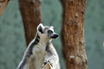 Fototapeta premium Ring-tailed lemur (catta) at zoo