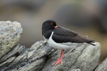 Austernfischer, Eurasian oystercatcher, Haematopus ostralegus