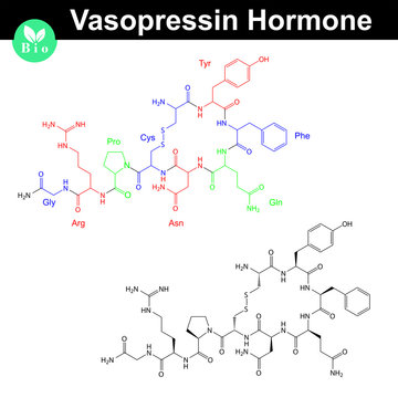 Vasopressin hormone molecule