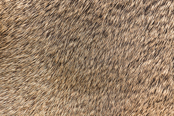 High quality of natural brown fur texture background