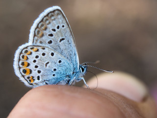 butterfly closeup