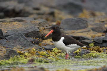 Austernfischer, Eurasian oystercatcher, Haematopus ostralegus