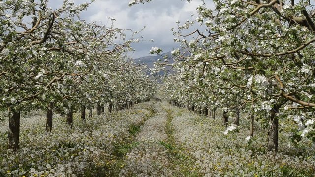 apple orchard with flowers. spring 