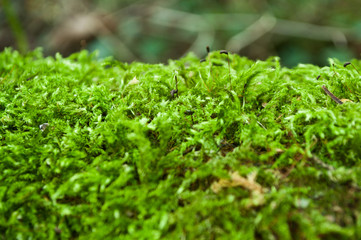 mousse en gros plan dans la forêt 