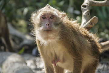 Obraz premium Monkey staring at you