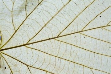 Naklejka na ściany i meble Abstract leaf