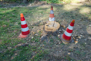 Verkehrshütchen um einen abgesägten Baum