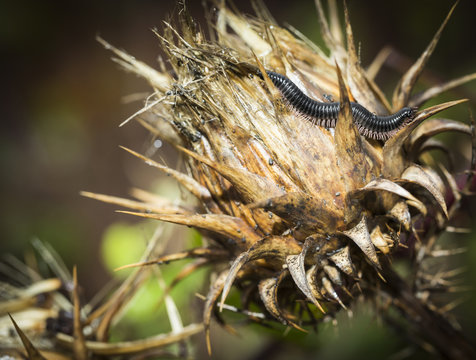 poisonous millipede (centipede) on a thistle in nature