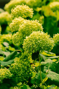 Fototapeta hortensia