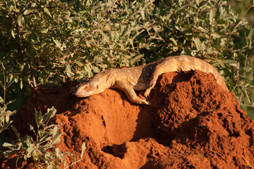 Lizard in Tsavo East National Park, Kenya