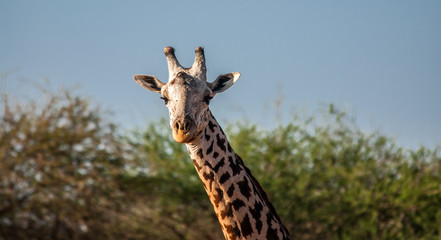 Giraffes in Tsavo East National Park, Kenya