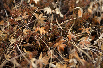 Small plants grow on volcanic underground