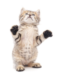 Kitten that looks up.