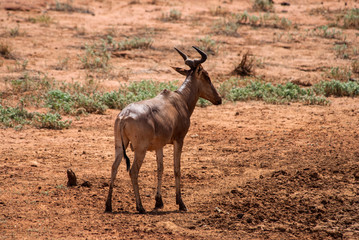 Kudu, Tsavo East National Park, Kenya