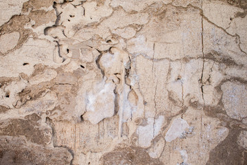 Termite Background
