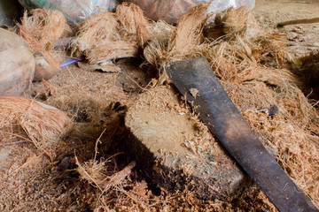 peeling coconuts traditional.