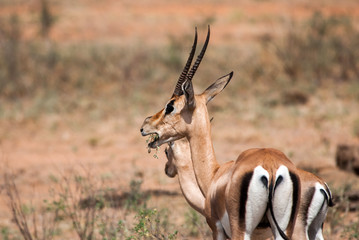 Gazelles in Tsavo East National Park, Kenya