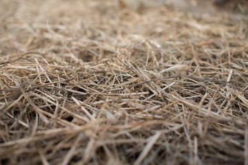 Hay texture background wallpaper