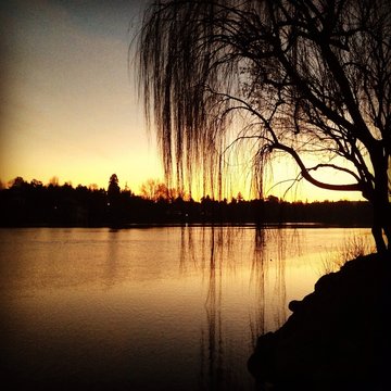 willow tree in the river - ticino