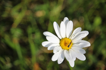 Fototapeta premium A bee sitting on a daisy