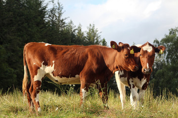 Fototapeta na wymiar Two brown cows in Norway countryside