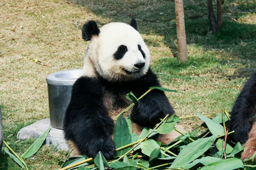 Obraz premium Panda eating bamboo