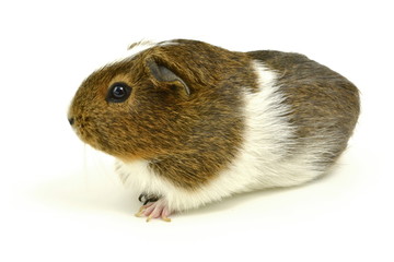 świnka morska © robert6666