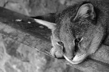 lynx