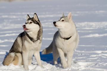 siberian husky