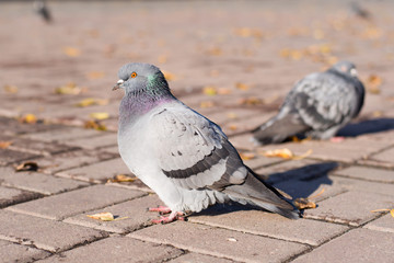 Pigeon on pavement