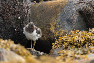 Austernfischer, Eurasian oystercatcher, Haematopus ostralegus